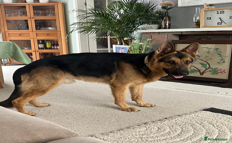 German Shepherd dogs - Advert 4