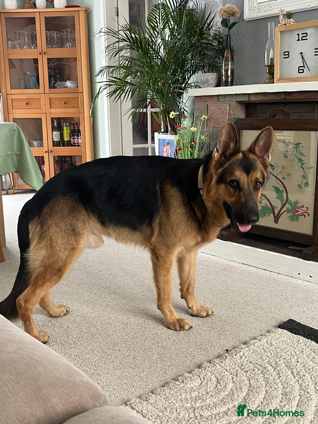 German Shepherd dogs for sale: German Shepherd - Image 1