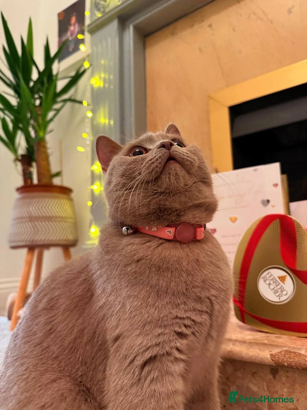 British Shorthair cats for sale: Looking for a new home. in South Shields - Advert 2