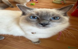 Ragdoll cats for sale: Ragdoll Kittens Looking for Their Forever Homes  - Image 22