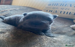 Shar Pei dogs for sale: Bear coat shar pei blue girl  - Advert 2