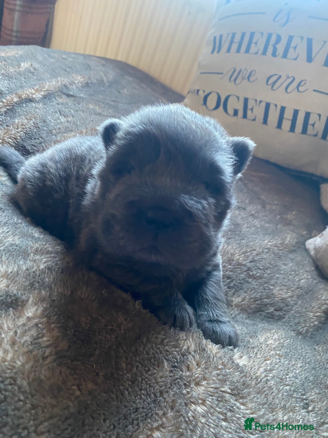 Shar Pei dogs for sale: Bear coat shar pei blue girl  - Advert 2