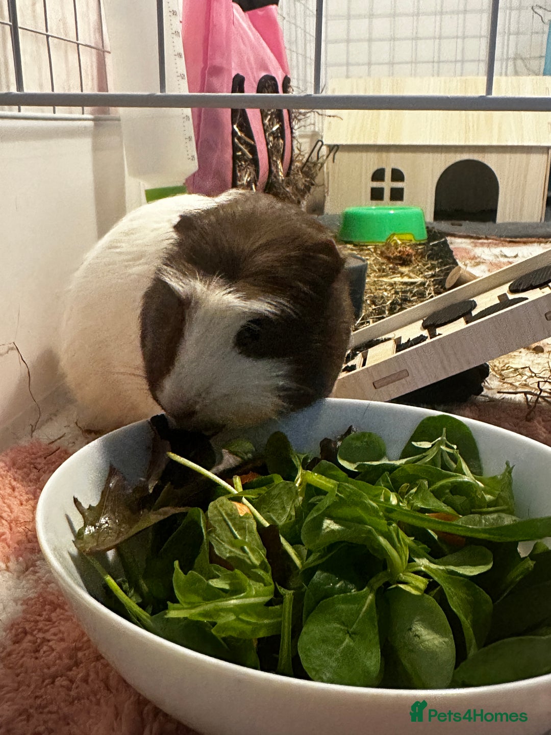 Guinea Pig rodents for sale: Guinea pigs (+cage) looking for a loving home x - Image 4