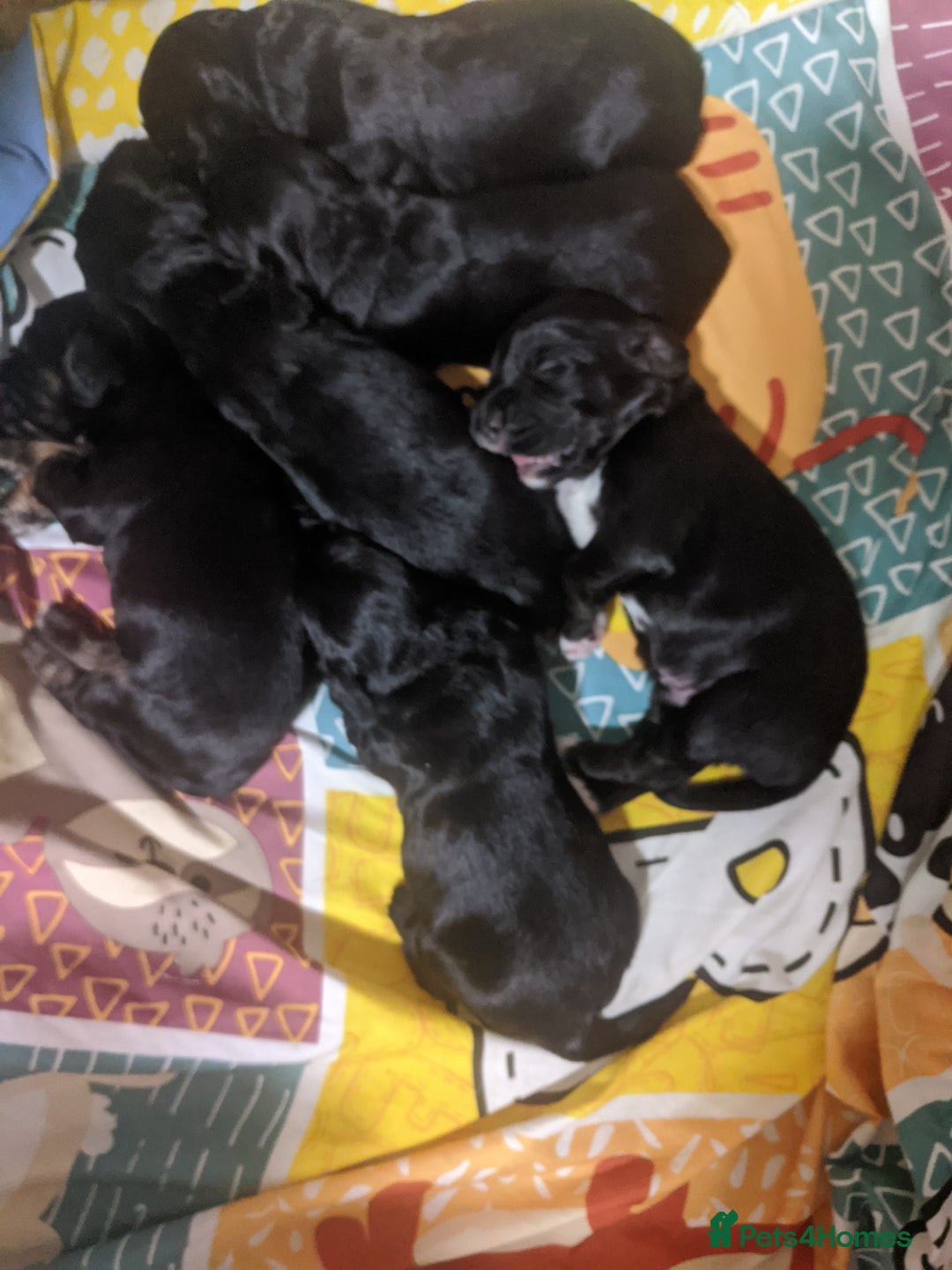 Cocker Spaniel dogs for sale: 6 beautiful working cocker spaniels  - Image 5