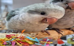 Parrots birds for sale: Handreared DNA tested baby Quaker Parrots  - Image 4