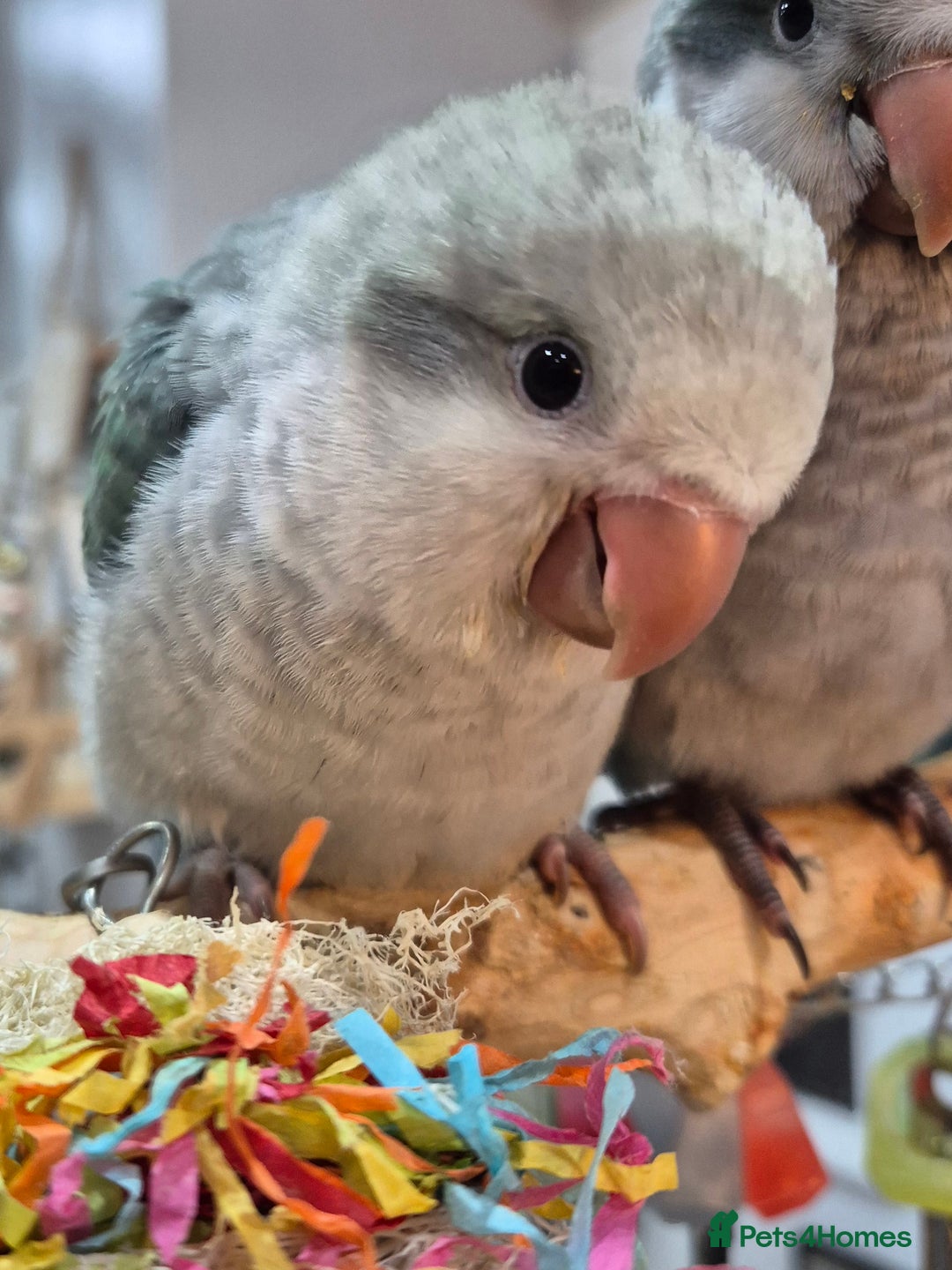 Parrots birds for sale: Handreared DNA tested baby Quaker Parrots  - Image 4