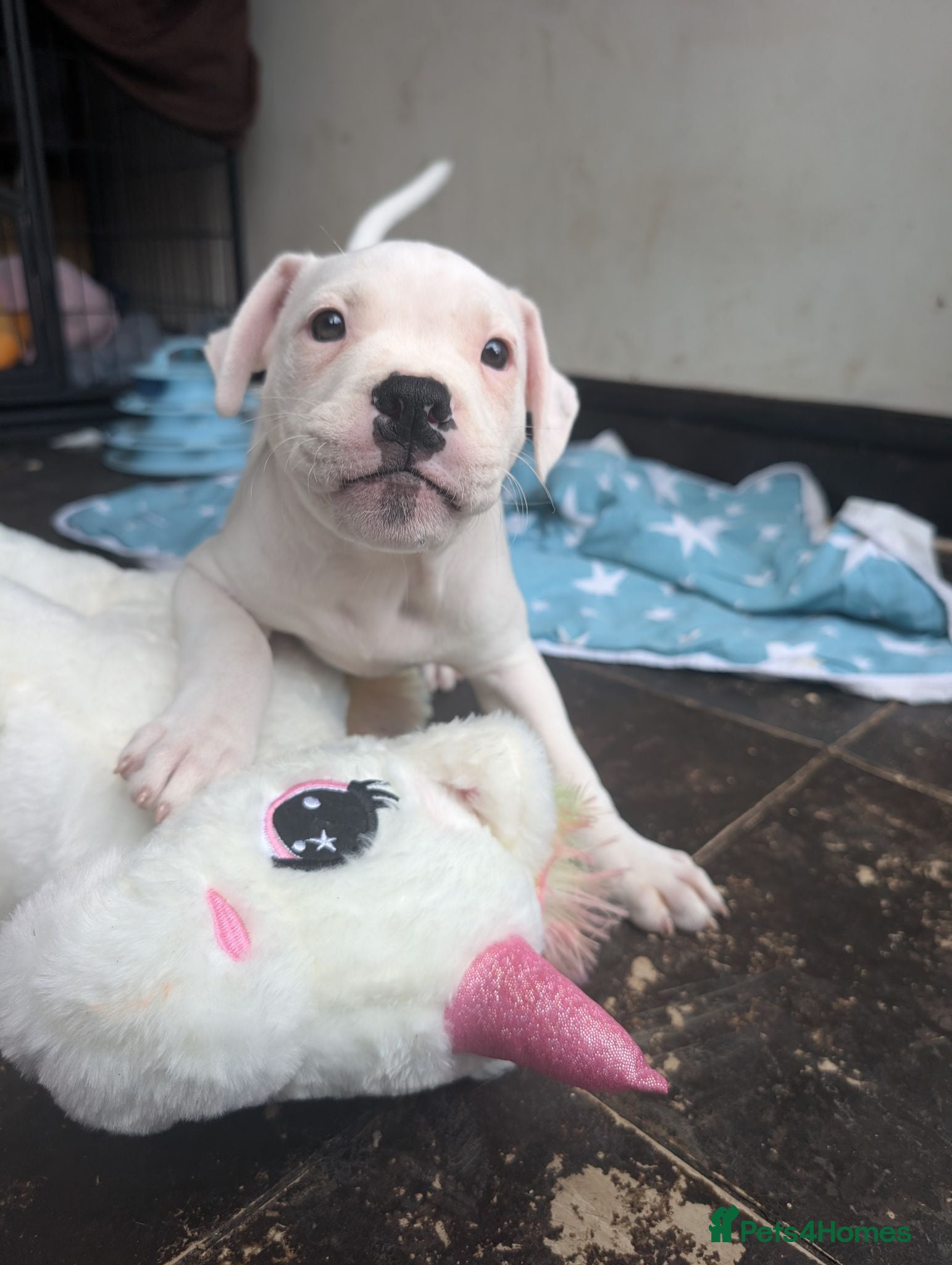 American Bulldog dogs Female American bulldog puppy - Advert 2