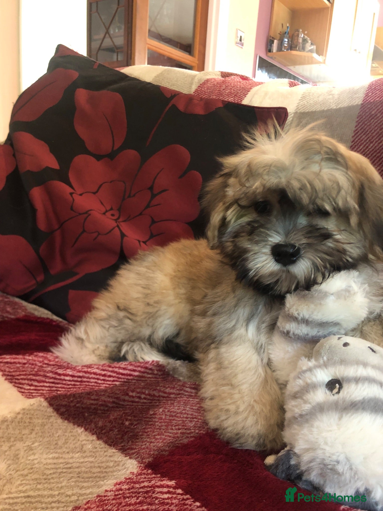Shihpoo dogs shihpoo puppies for sale  - Advert 1