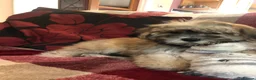 Shihpoo dogs for sale: shihpoo puppies for sale  - Advert 1