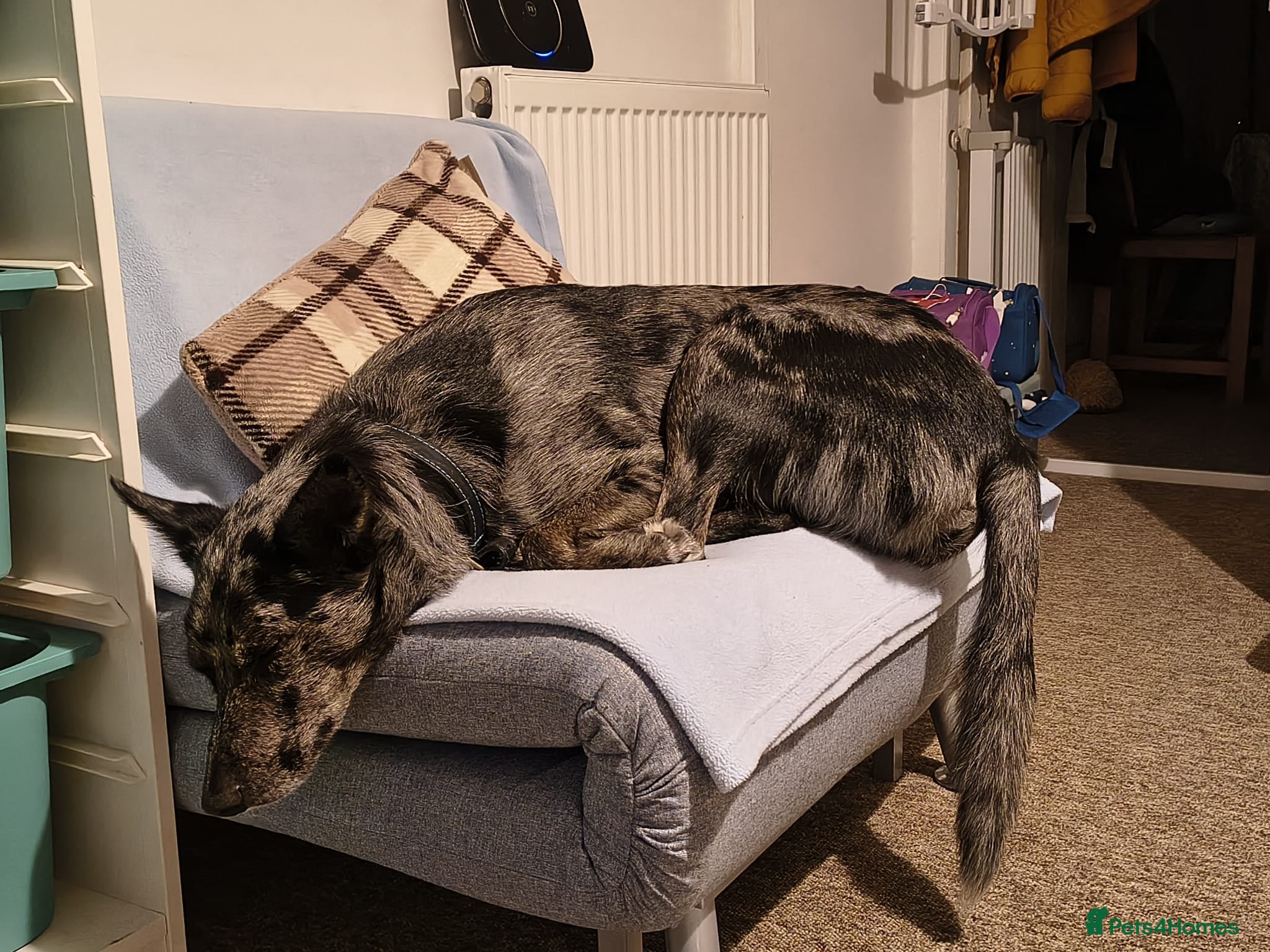 Mixed Breed dogs Collie x Kelpie mixed breed - Advert 1