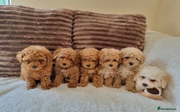 Poochon dogs for sale: 🧸poochon puppies 🧸 - Image 10