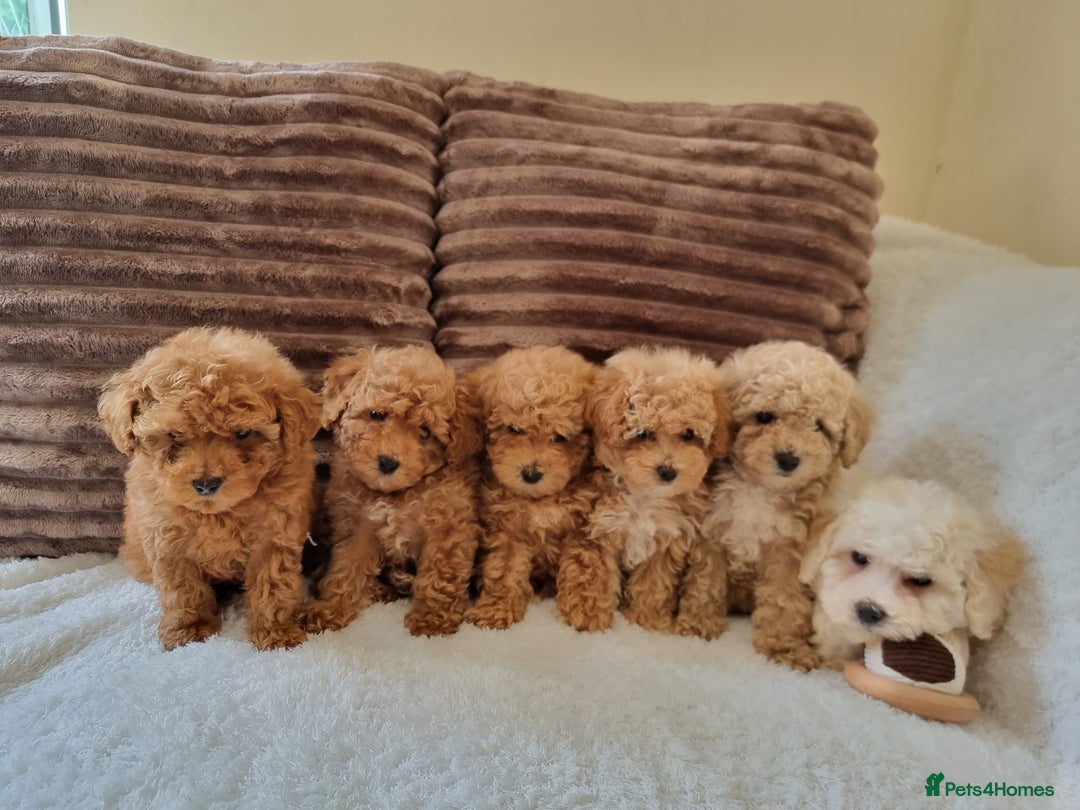 Poochon dogs for sale: 🧸poochon puppies 🧸 - Image 10
