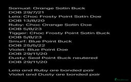 Mini Lop rabbits for sale: Adult Mini Lop Bunnies Available For Rehoming - Image 13