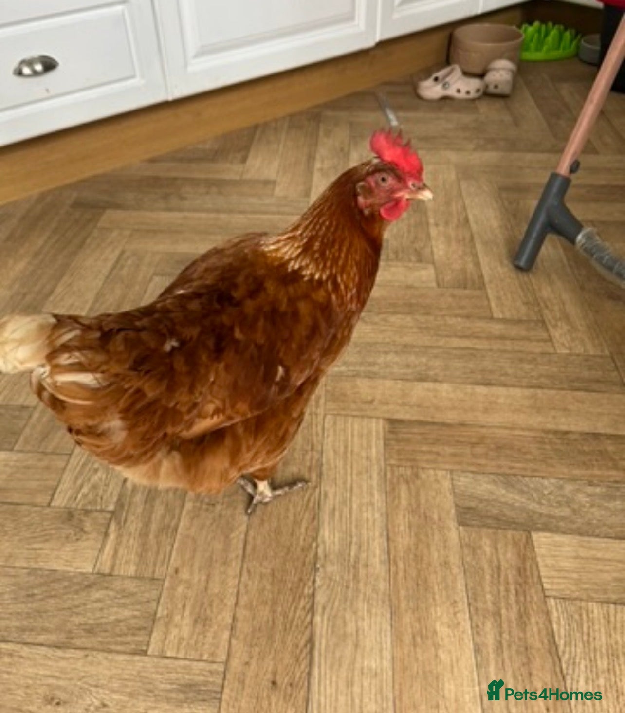 Chickens poultry ISA BROWN CHICKENS  - Advert 1