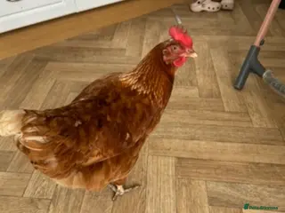 Chickens poultry ISA BROWN CHICKENS - Advert 2