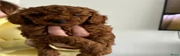 Cockapoo dogs for sale: Cockapoo puppies  in Sunderland - Advert 5
