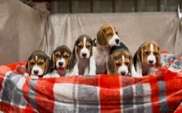 Beagle dogs for sale: SUPER CHUNKY KC SHOW BEAGLE PUPPIES - Image 6