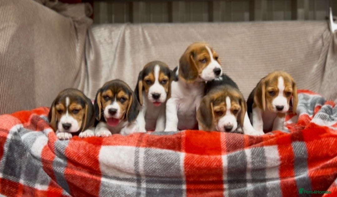 Beagle dogs for sale: SUPER CHUNKY KC SHOW BEAGLE PUPPIES - Image 6