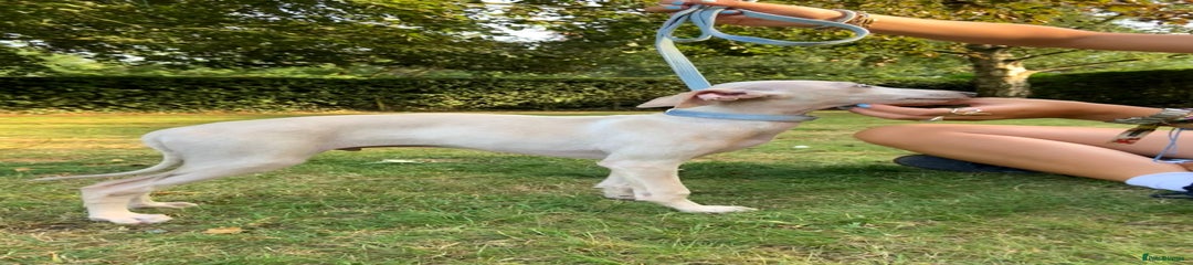 LORENZO VELVETHOUND