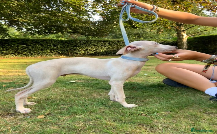 Italian Greyhound dogs in Leeds - Advert 3