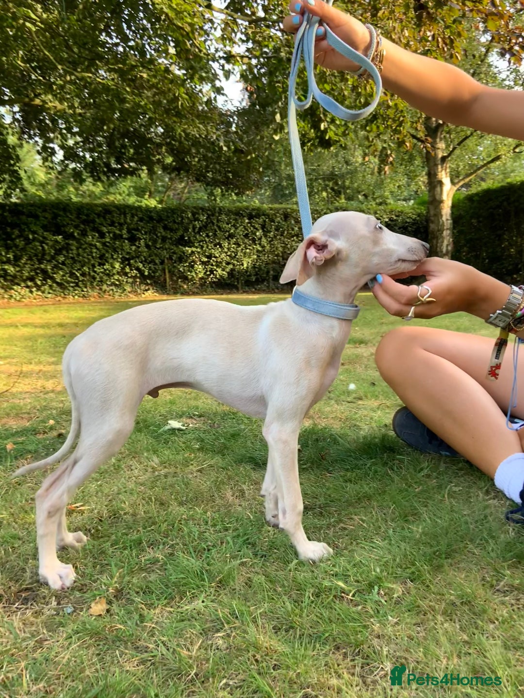Italian Greyhound dogs for sale: Italian greyhound puppies KC reg European Lineage in Leeds - Image 8
