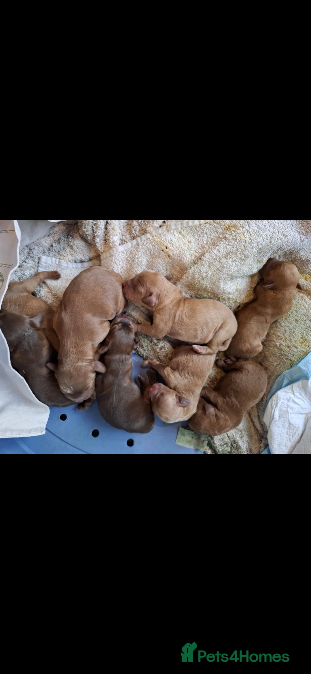 Cockapoo dogs for sale: F2 Cockapoos Puppies Gloucester - Advert 5
