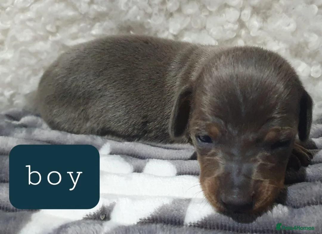 Dachshund dogs for sale: Dachshund - Advert 3