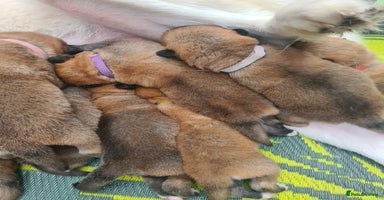 Mixed Breed dogs - Advert 10