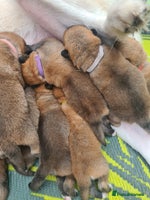 Mixed Breed dogs - Advert 10