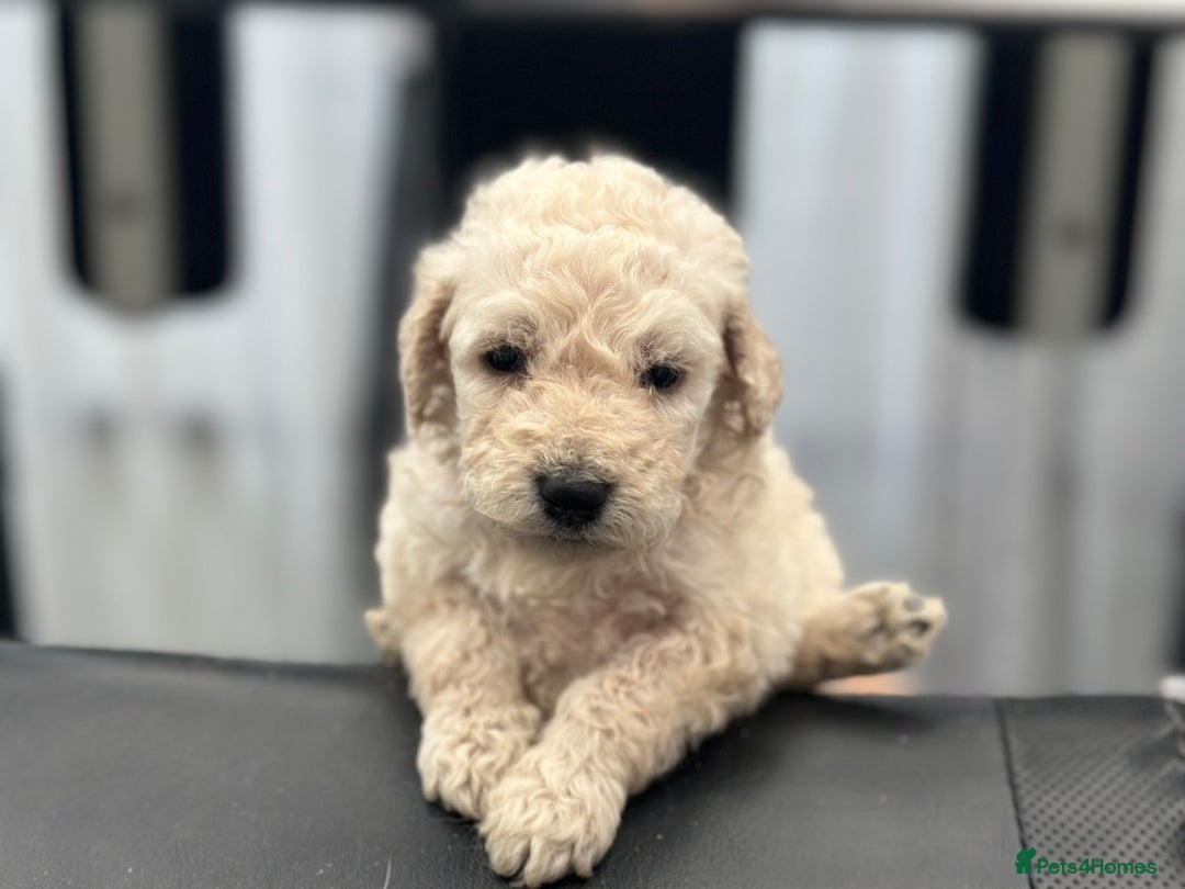 Goldendoodle dogs for sale: F1B STANDARD GOLDENDOODLE - Advert 12