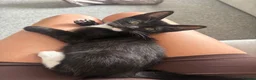 Mixed Breed cats for sale: Tuxedo short haired girls  - Advert 2