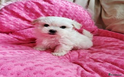 Maltese dogs for sale: Maltese puppy  - Image 1