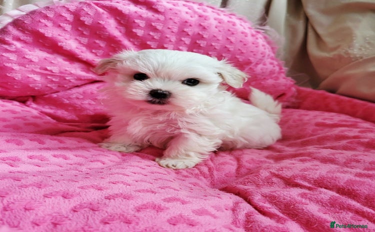 Maltese dogs - Advert 1