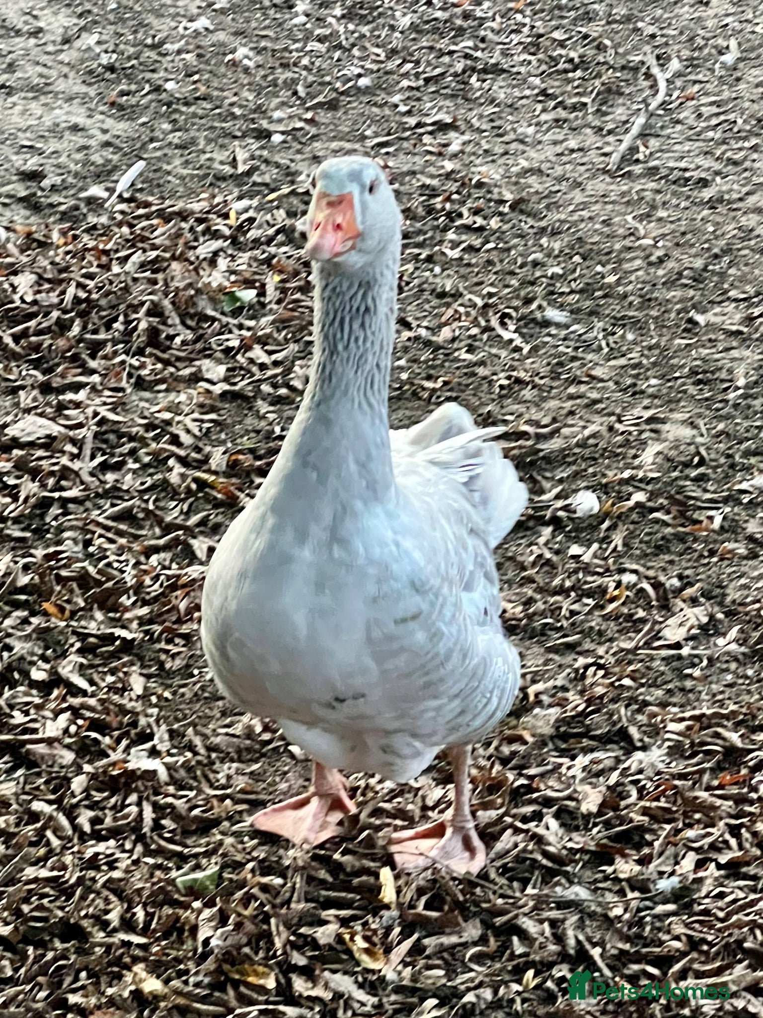 Geese poultry Embden x Toulouse Geese For Sale - Advert 15