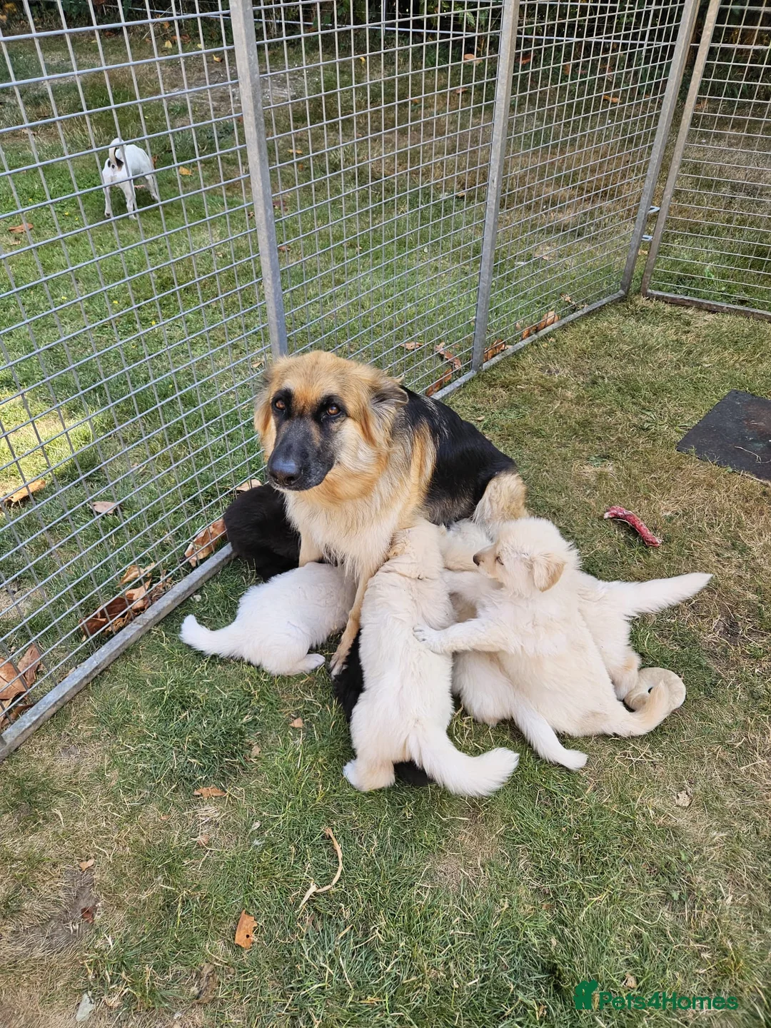 German Shepherd dogs for sale: German Shepherd Puppies - Advert 2