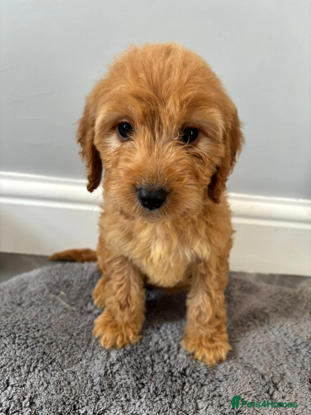 Cockapoo dogs for sale: Cockapoo puppies ready now  - Advert 11