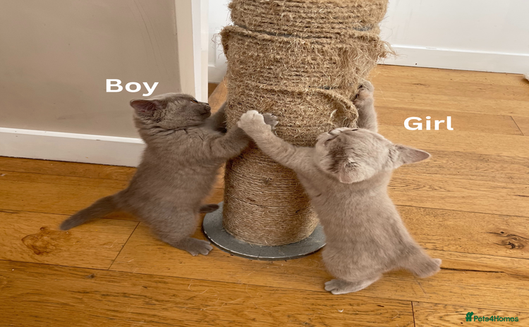 British Shorthair cats British Shorthair, Ready to be rehomed - Advert 1