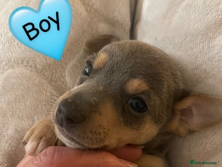 Jack Russell dogs Miniature Jack Russell Puppies - Advert 18