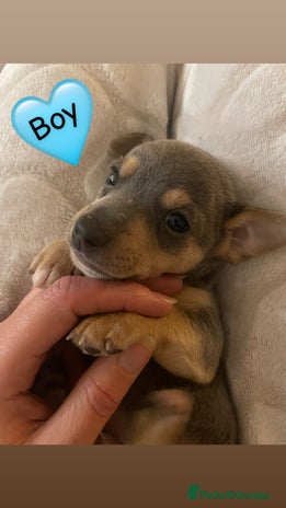 Jack Russell dogs Miniature Jack Russell Puppies - Advert 3