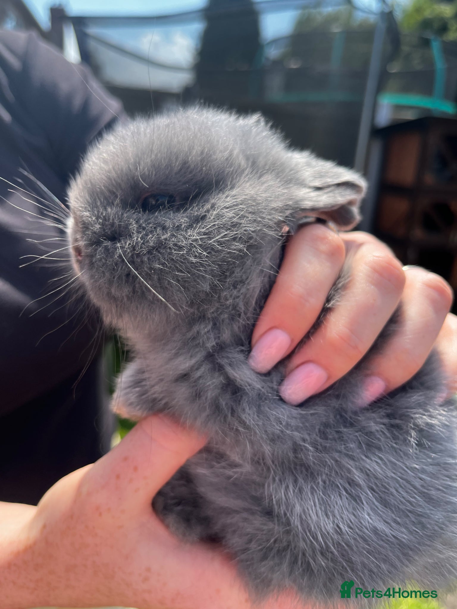 Dwarf Lop rabbits for sale: Dwarf x lop bunnies  in Stoke-on-Trent - Advert 1