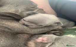 French Bulldog dogs for sale: Lilic and Isabella frenchies - Image 1