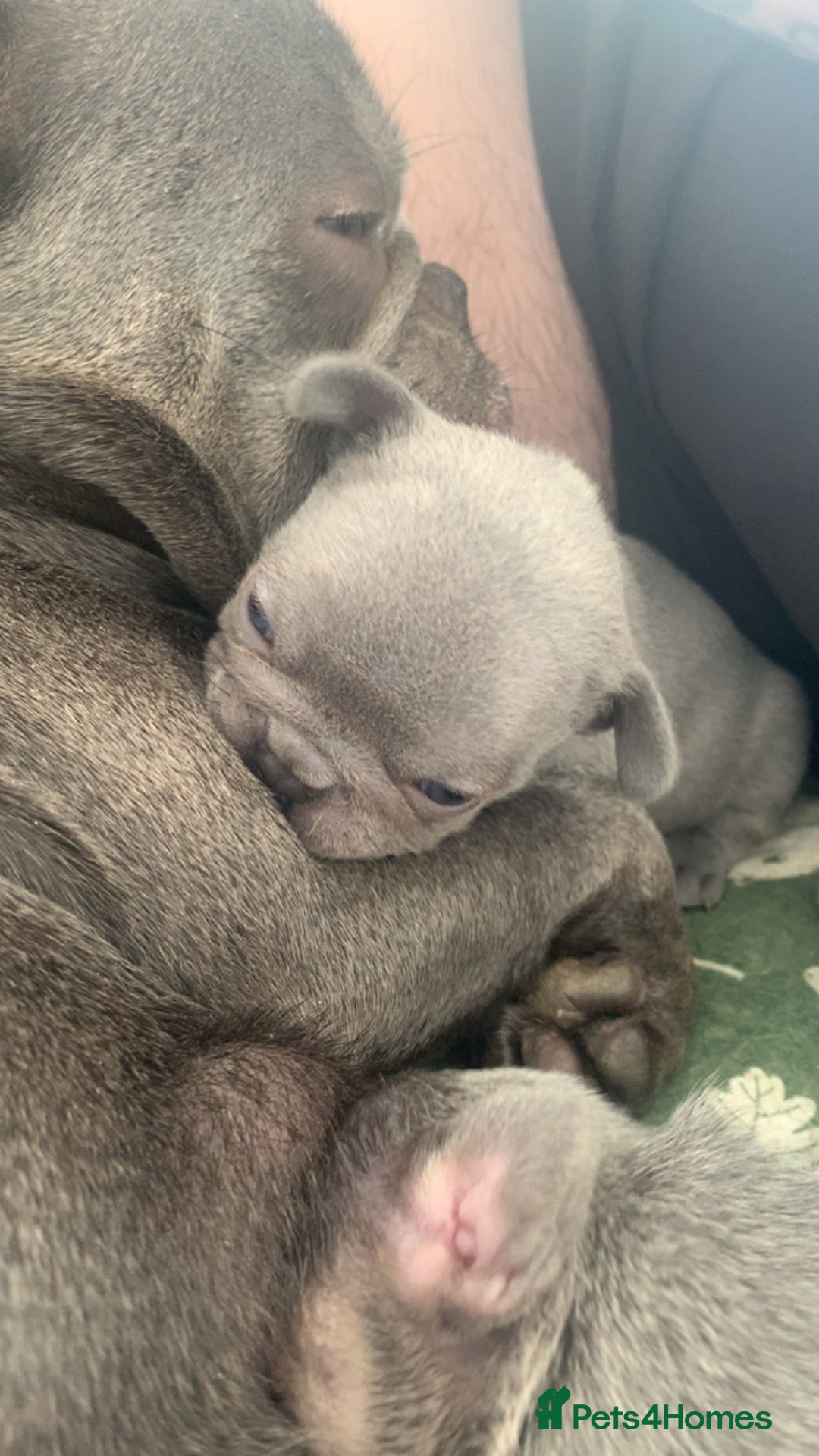 French Bulldog dogs for sale: Lilic and Isabella frenchies - Image 1