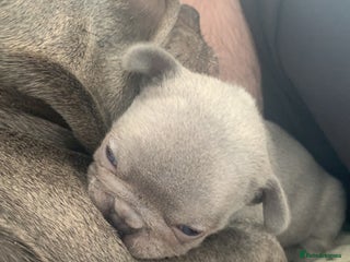 French Bulldog dogs for sale - Advert 1