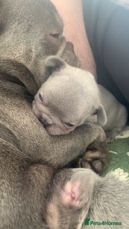 French Bulldog dogs - Advert 2