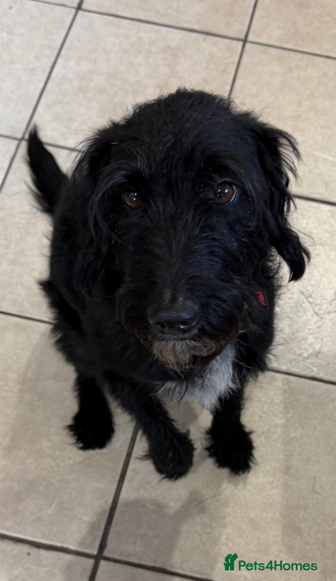 Mixed Breed dogs for adoption: Sweet Oscar Needs Love  - Advert 5