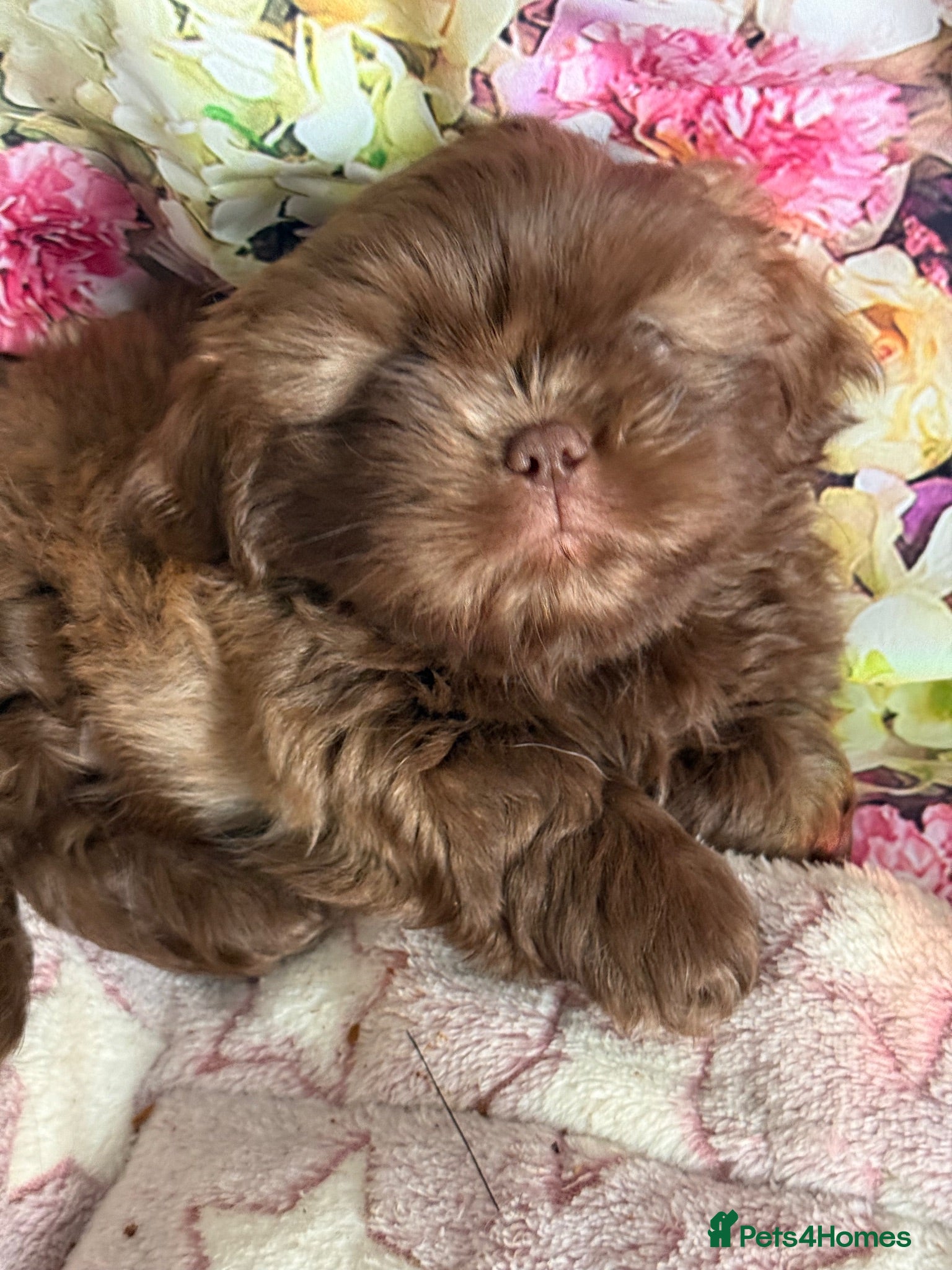 Shih Tzu dogs Healthy happy Puppies  - Advert 2