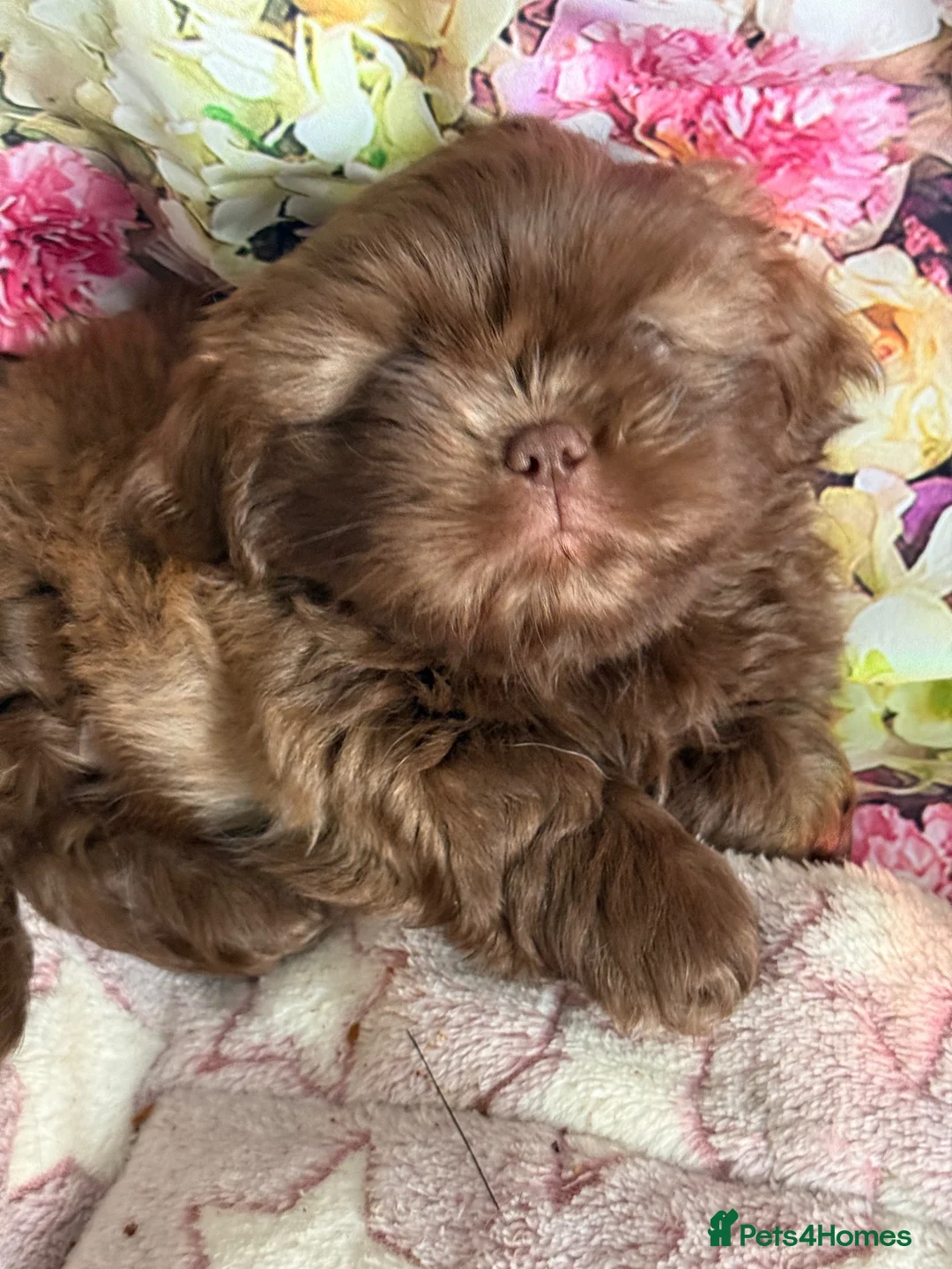Shih Tzu dogs for sale: Healthy happy Puppies  in Robertsbridge - Advert 1