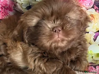 Shih Tzu dogs Healthy happy Puppies - Advert 14