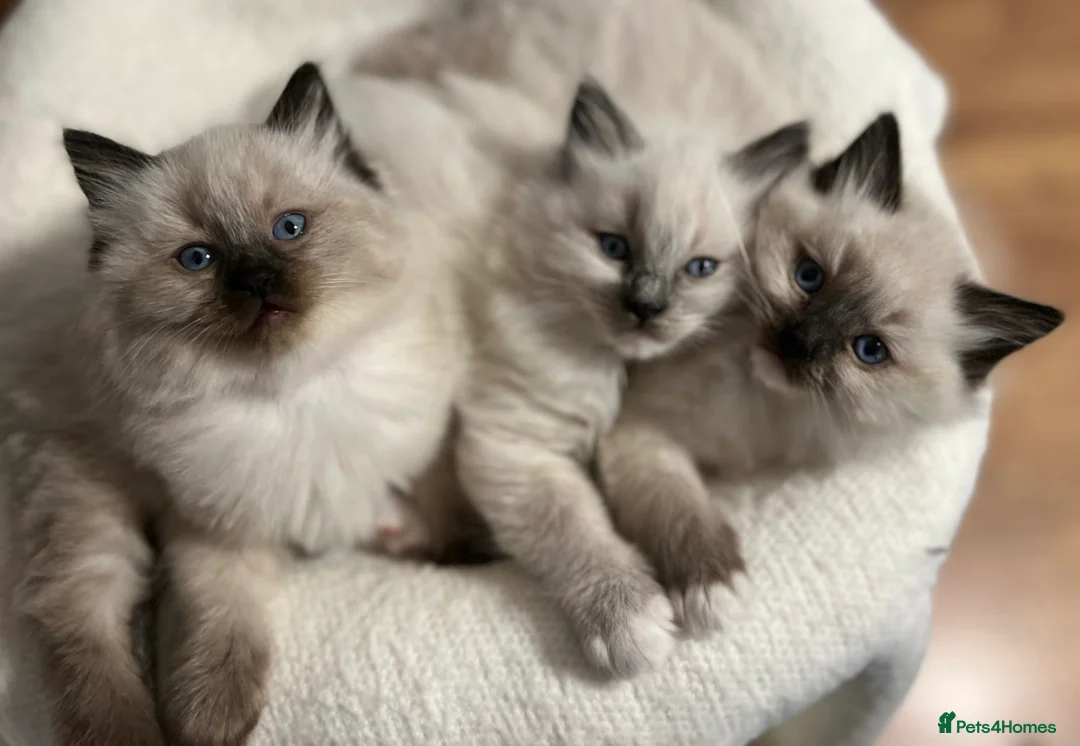 Ragdoll cats for sale: Ragdoll Kittens - Advert 3