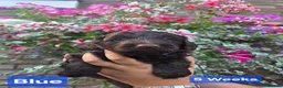 Cockapoo dogs for sale: Stunning F1 Chocolate Toy Cockerpoos - Advert 4